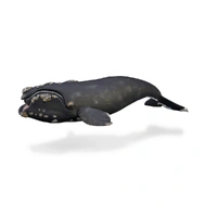 CollectA - Right Whale Figurine (XL)